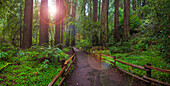 Muir Woods National Monument, Marin County, Kalifornien, USA