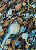 Seaweeds on the beach, Point Lobos State Reserve, California, USA