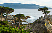 Pebble Beach, California, famous Lone Elm cypress tree and ocean on 17-mile drive one of the most photographed trees in North America