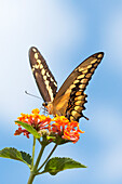 USA, Kalifornien. Anisschwalbenschwanz-Schmetterling auf Blüte
