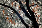 USA, California, Yosemite Valley. Infrared of black oak tree