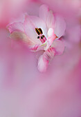 USA, California. Alstroemeria flower close-up