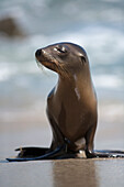 USA, California, La Jolla. Baby sea lion on beach