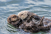 USA, California, San Luis Obispo County. Sea otter mother and pup grooming