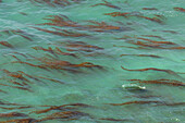 USA, California, Big Sur. Strands of ocean kelp forest