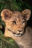 USA, Kalifornien, Wildlife Waystation. Porträt eines afrikanischen Löwenjungen Panthera leo, die Art ist in Afrika südlich der Sahara beheimatet, dieses Tier ist eine Rettungsstation für Wildtiere