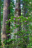 Blühende Rhododendren, Del Norte Redwoods State Park, Kalifornien