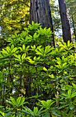 Rhododendren im Stout Grove, Jedediah Smith Redwoods State Park, Nordkalifornien