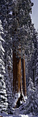 Riesenmammutbaum, bedeckt mit frischem Schnee, Sequoia Kings Canyon National Park, Kalifornien (Großformat verfügbar)
