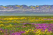 USA, Kalifornien. Landschaft mit einer Wiese voller Eulenklee und Gänseblümchen, Carrizo Plain National Monument