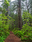 California, Del Norte Coast Redwoods State Park, Redwood trees and rhododendrons along trail
