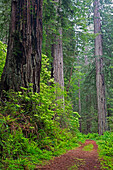 California, Del Norte Coast Redwoods State Park, Damnation Creek Trail and Redwood trees