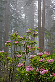 Kalifornien, Redwoods-Nationalpark, Lady Bird Johnson Grove, Mammutbäume mit Rhododendren
