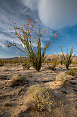 USA, California. Blooming Ocotillo (Fouquieria Splendens) in desert landscape in Anza-Borrego Desert State Park