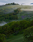 USA, California. View from Bald Hills Road: oak trees, lupine, green hills and fog. Redwood National Park