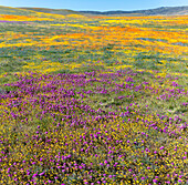 USA, Kalifornien. Felder mit Kalifornischem Mohn, Goldfelder, Eulenklee, Antelope Valley, Kalifornisches Mohnreservat.