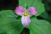 The trillium is a perennial flowering plant native to temperate regions of North America and Asia.