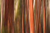 Forest abstract, Yosemite Valley, Yosemite National Park, California, USA