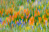 Wildflower abstract, Tehachapi Mountains, Angeles National Forest, California, USA