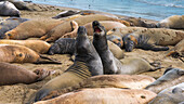 Nördliche See-Elefanten (Mirounga angustirostris) in der Piedras Blancas Elephant Seal Rookery, San Simeon, Kalifornien, USA