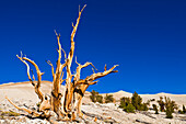 Ancient Bristlecone Pines (Pinus longaeva) in the Patriarch Grove, Ancient Bristlecone Pine Forest, White Mountains, California, USA