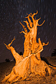 Ancient Bristlecone Pine (Pinus longaeva) under starry sky in the Patriarch Grove, Ancient Bristlecone Pine Forest, White Mountains, California, USA