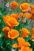 Kalifornischer Mohn (Eschscholzia californica) Antelope Valley, Kalifornien, USA