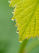 Guttation drops ('dew') on native grape leaves, Los Angeles, California