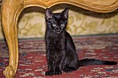 Schwarzes Kätzchen auf Teppich sitzend