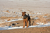 Airedale Terrier standing in Alabama Hills NRA, California
