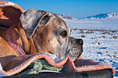 Boxer viewing snow scape