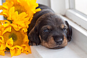 Doxen Puppy with sunflower (MR)