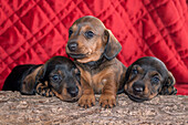 Doxen Puppies on log (MR)