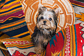 Yorkshire Terrier sitting on Southwestern blankets