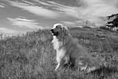 Great Pyrenees sitting on grassy hillside