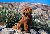 Labradoodle in desert garden