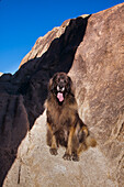 Leonberger on granite boulders