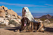 Great Pyrenees and Leonberger on granite boulders