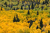 Massiver Berghang mit dichten Espen und immergrünen Bäumen in Herbstfarben, Uncompahgre National Forest, Sneffels Range, Sneffels Wilderness Area, Colorado