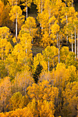Abhang mit Herbst-Espenbäumen, Sneffels Range, Mount Sneffels Wilderness, Uncompahgre National Forest, Colorado