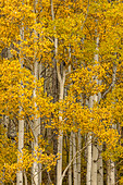 Stand of aspen tree trunks and golden leaves in autumn, Uncompahgre National Forest, Colorado