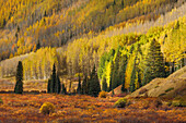 Alpine Wiese, umgeben von schräg stehenden Espenbäumen in Herbstfarben, Uncompahgre National Forest, Colorado