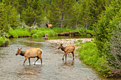 USA, Colorado, Rocky Mountain National Park. Elks crossing the Colorado River