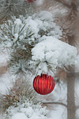 USA, Colorado. Fresh snowfall on tree and Christmas ornaments