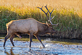 USA, Colorado, Rocky Mountain National Park. Close-up of male elk in stream