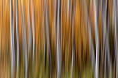 USA, Colorado. Abstract of aspen trees in autumn