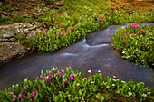 USA, Colorado, San Juan Mountains. Rushing stream and flowers scenic