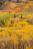 USA, Colorado, Gunnison National Forest. Forest in autumn colors