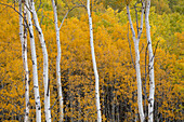 USA, Colorado, White River National Forest. Aspen trees in autumn color.