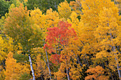 USA, Colorado, Uncompahgre National Forest. Aspen-Hain in Herbstfarben.